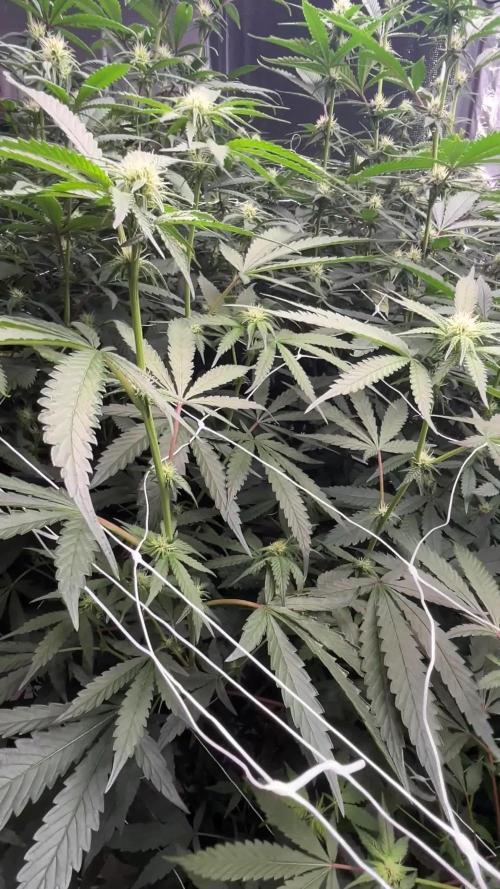 Envy Genetics x Tiki Madman Cross