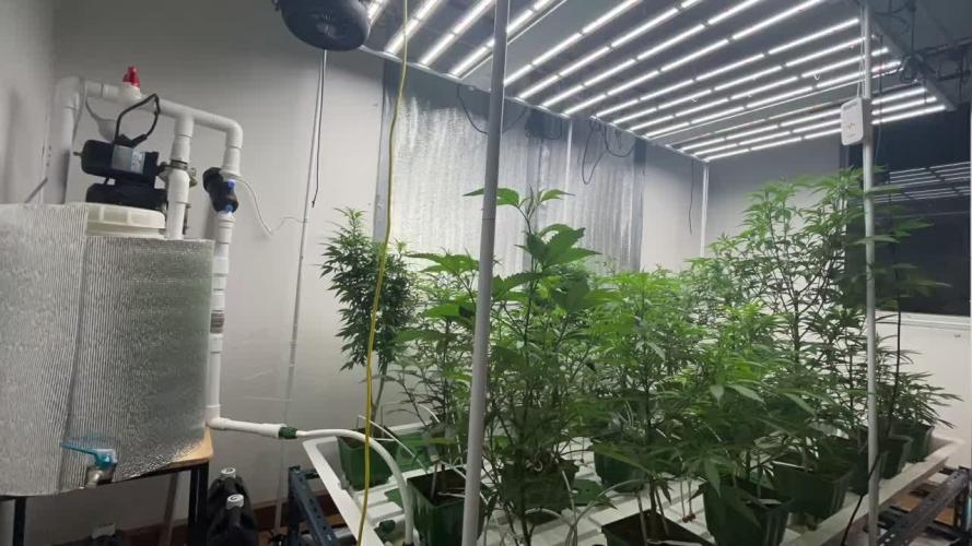 Cherry Pie#1 Clone