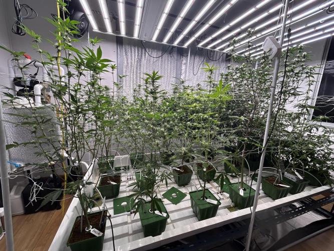 Pineapple N Cherry. Week 8