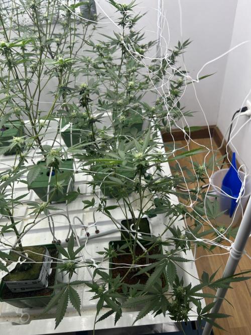 Pineapple N Cherry. Week 8