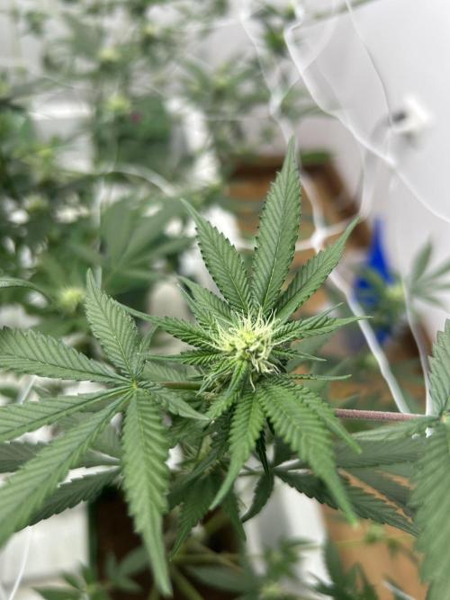 Pineapple N Cherry. Week 8