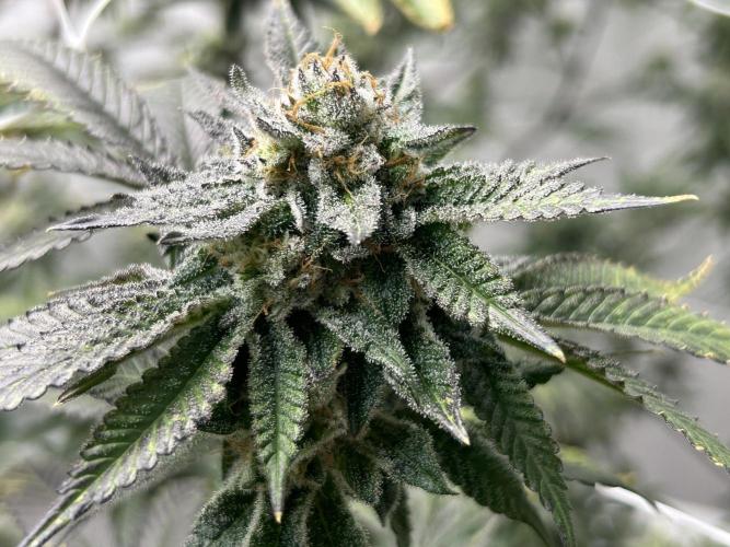 Pineapple N Cherry. Week 8