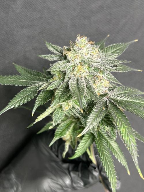 Pineapple N Cherry. Week 8