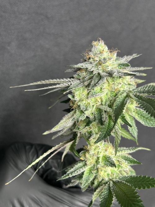 Pineapple N Cherry. Week 8