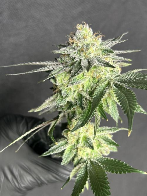 Pineapple N Cherry. Week 8