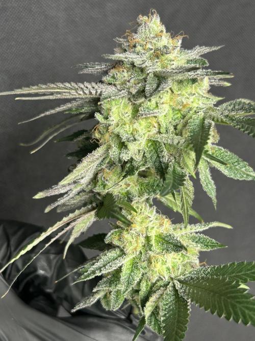 Pineapple N Cherry. Week 8