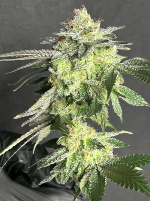 Pineapple N Cherry. Week 8