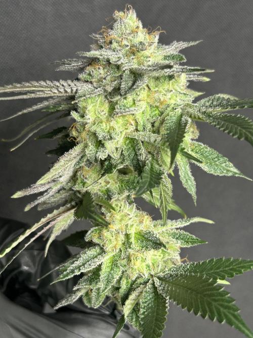 Pineapple N Cherry. Week 8