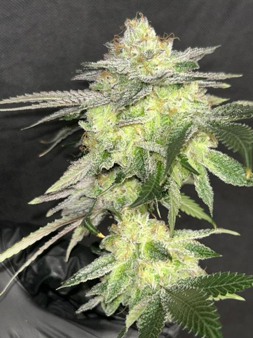 Pineapple N Cherry. Week 8