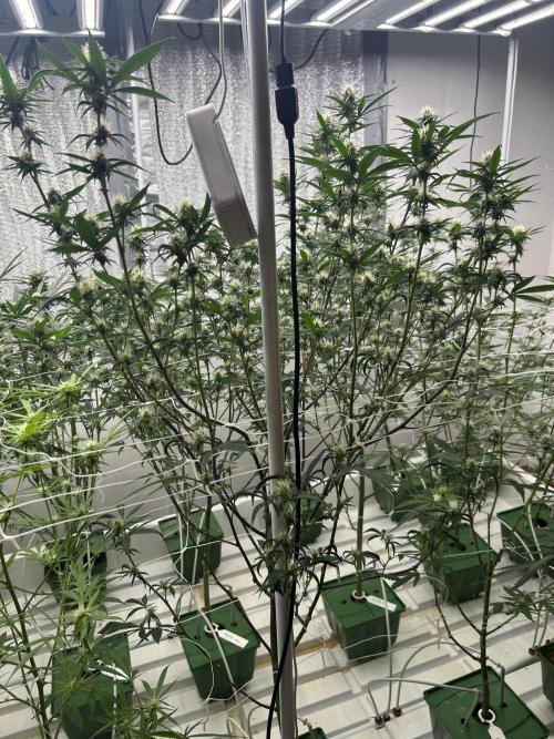 Envy Genetics x Tiki Madman Cross. Week 8