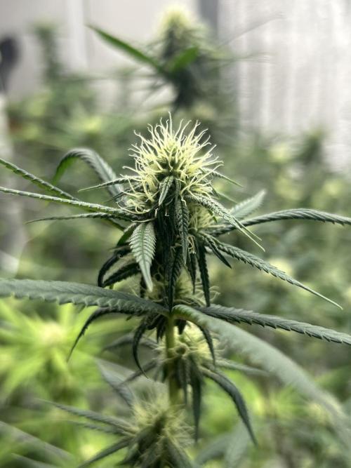 Envy Genetics x Tiki Madman Cross. Week 8 - #8