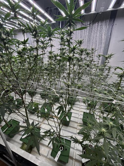 Envy Genetics x Tiki Madman Cross. Week 8