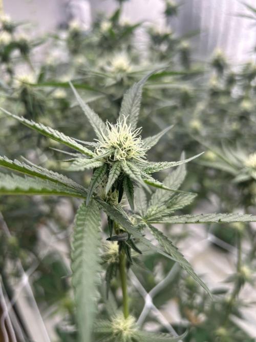 Envy Genetics x Tiki Madman Cross. Week 8