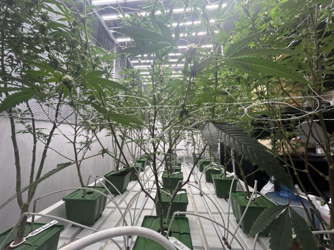 Envy Genetics x Tiki Madman Cross. Week 8