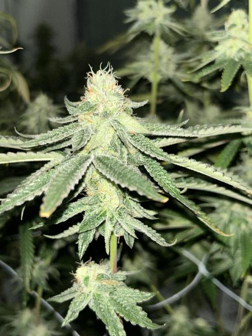 Envy Genetics x Tiki Madman Cross. Week 8 - #3