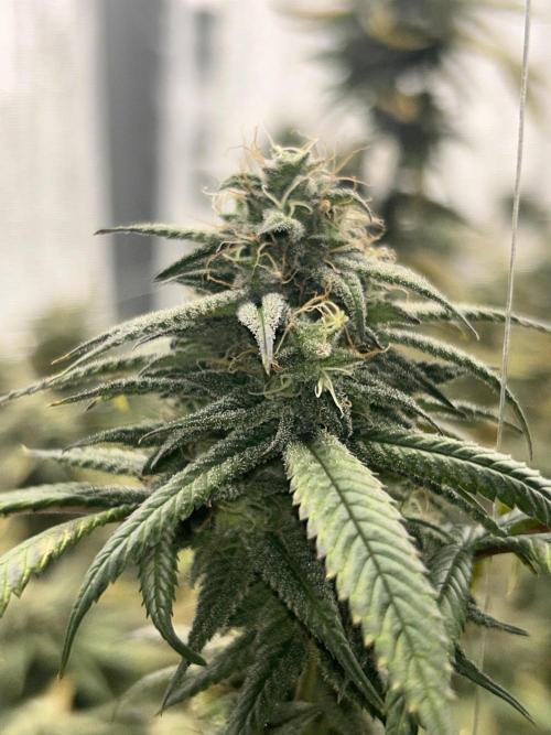 Envy Genetics x Tiki Madman Cross. Week 8 - #8