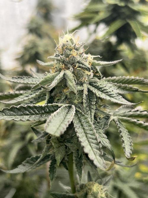 Envy Genetics x Tiki Madman Cross. Week 8