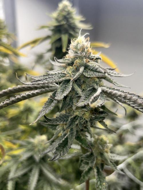 Envy Genetics x Tiki Madman Cross. Week 8 - #3