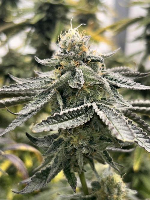 Envy Genetics x Tiki Madman Cross. Week 8