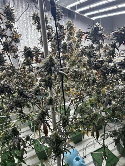 Envy Genetics x Tiki Madman Cross. Week 8