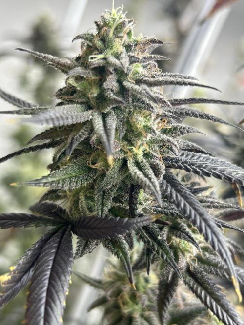 Envy Genetics x Tiki Madman Cross. Week 8