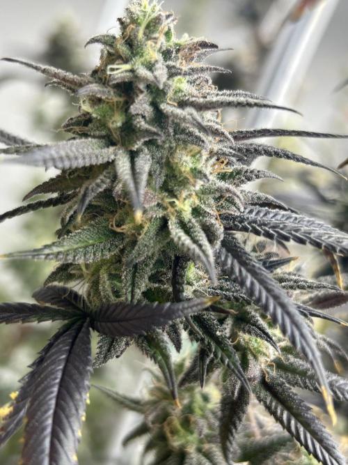 Envy Genetics x Tiki Madman Cross. Week 8