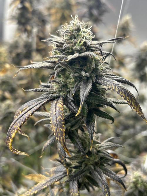 Envy Genetics x Tiki Madman Cross. Week 8