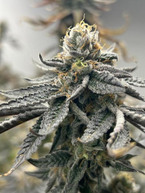 Envy Genetics x Tiki Madman Cross. Week 8 - #3