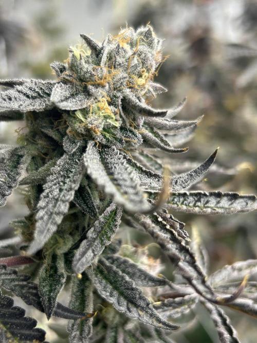 Envy Genetics x Tiki Madman Cross. Week 8