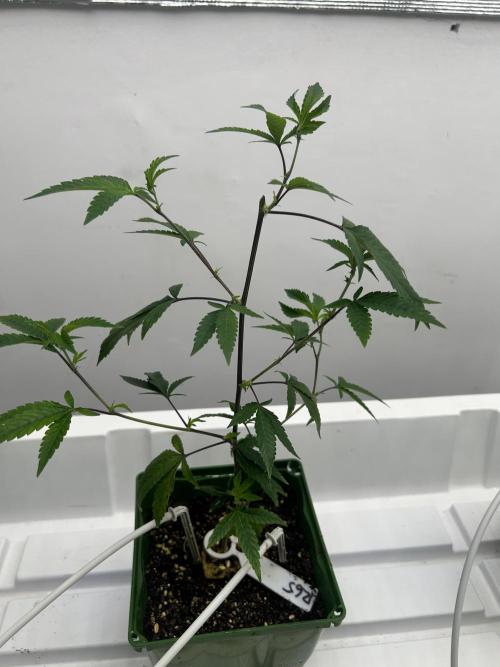 Route 65 BB Cut. Week 1