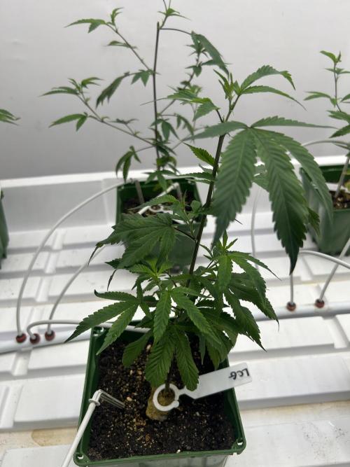 Lemon Cherry Gelato Bx BB Cut. Week 1