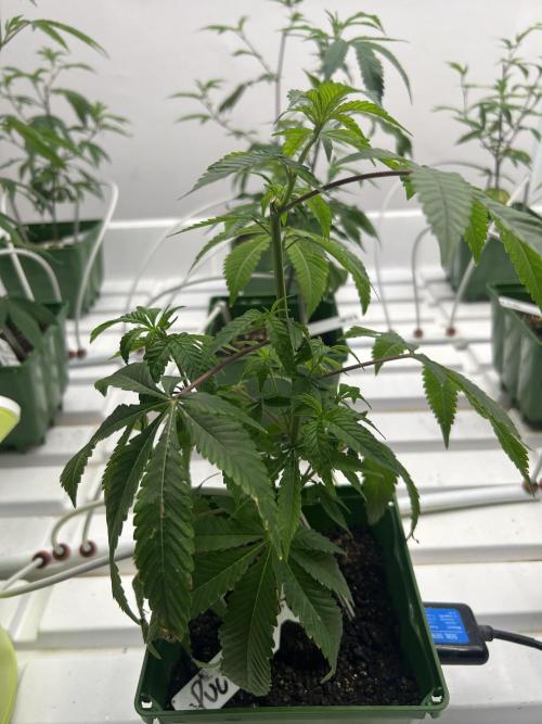 Lemon Tree Bx1 x Cap Junky  ITC Cut. Week 1