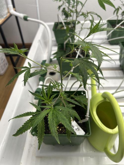 SugarFuel  ITC Cut. Week 1