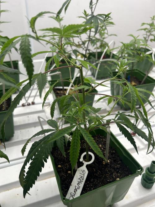 Strawberry Skrilla ITC Cut. Week 1