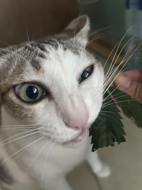 Last Pour ITC Cut. Week 1