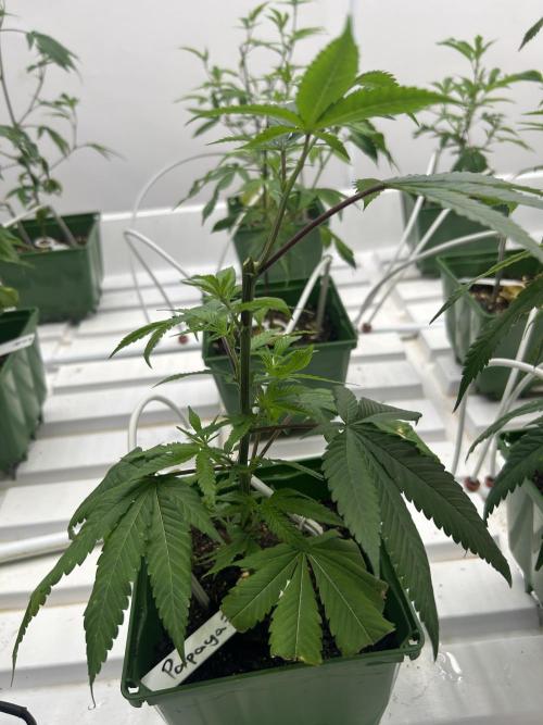 Papaya Frosting ITC Cut. Week 1