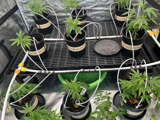 High Society. Week 1