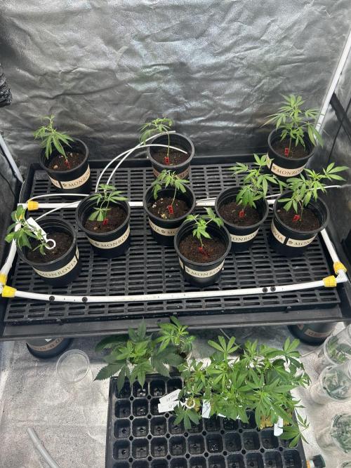 High Society. Week 1