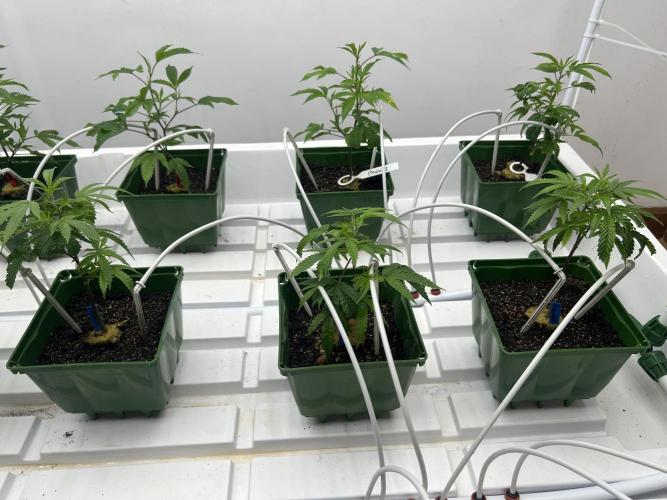 Fire OG #2 B.S.E x Lemon Fire. Week 1