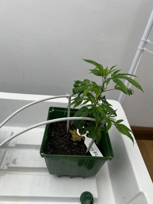 Blue Banana Cream. Week 1