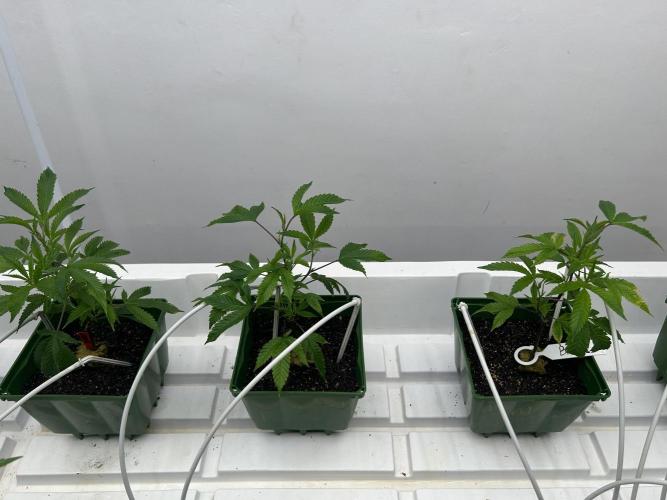 Blue Banana Cream. Week 1