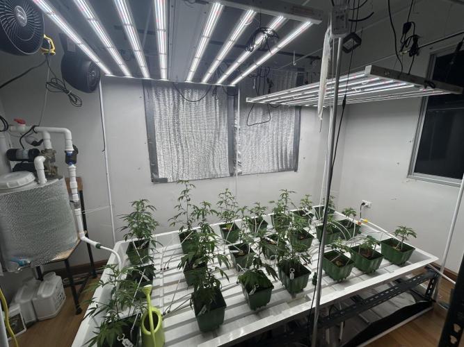 Blue Banana Cream. Week 1