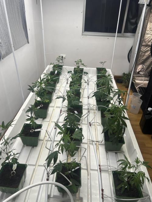 Blue Banana Cream. Week 1