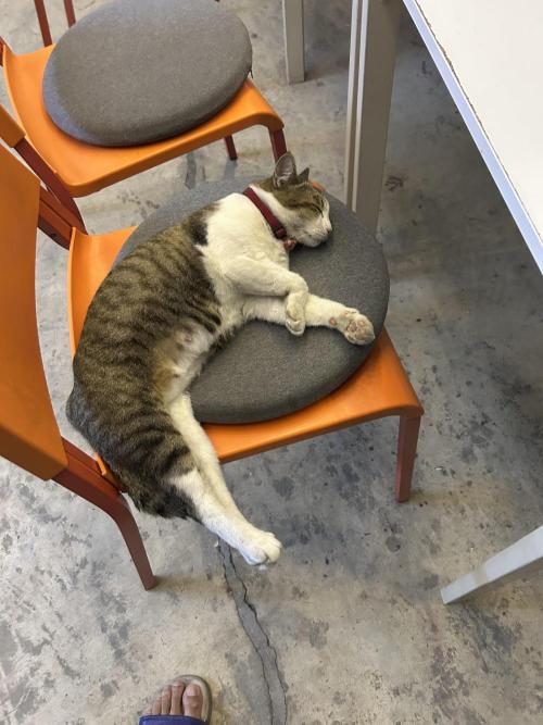 Blue Banana Cream. Week 1