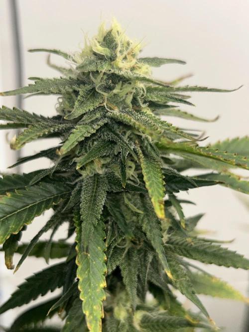 Ghost Train Power. Week 11