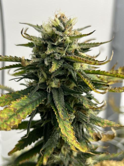 Ghost Train Power. Week 11