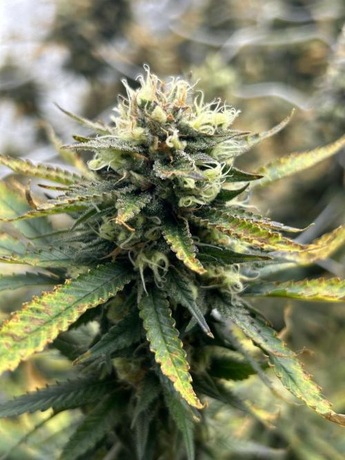 Ghost Train Power. Week 11