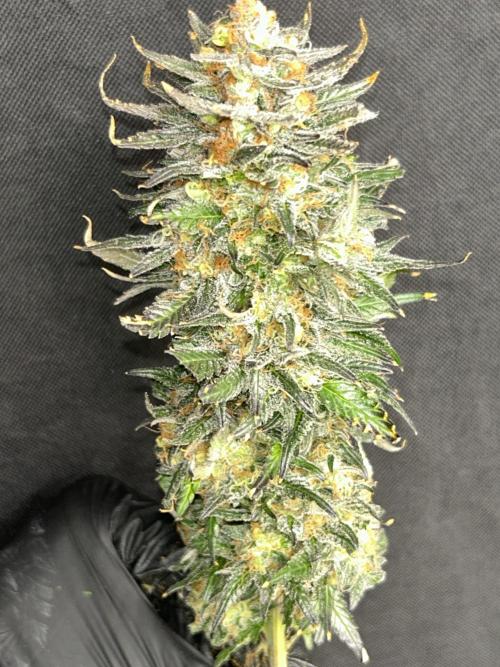 Sheesh Cheese OriginalSensible. Week 17