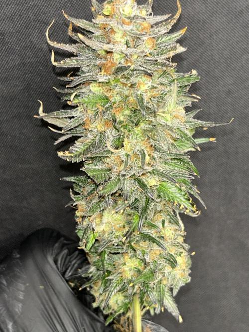 Sheesh Cheese OriginalSensible. Week 17