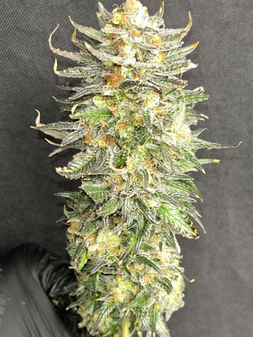 Sheesh Cheese OriginalSensible. Week 17